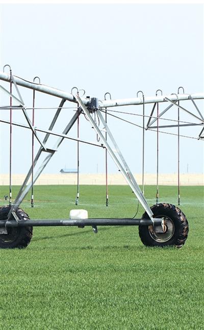 黄沙地里的绿色希望:一个农人团队的麦田逆袭之路 文化旅游