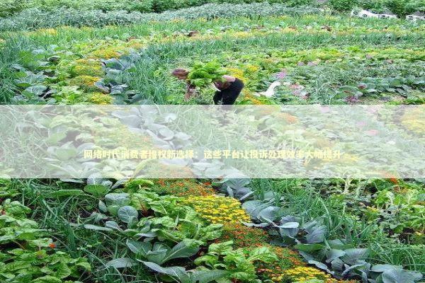 网络时代消费者维权新选择：这些平台让投诉处理效率大幅提升 新闻